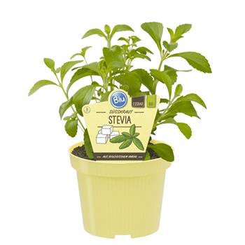 Stevia sladká BIO květináč 12cm