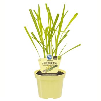 Citronová tráva BIO květináč 12cm