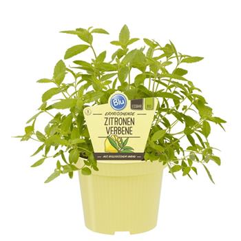 Verbena citronová BIO květináč 12cm