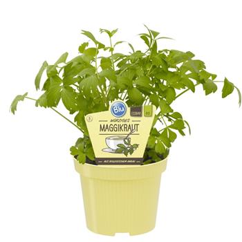 Libeček BIO květináč 12cm