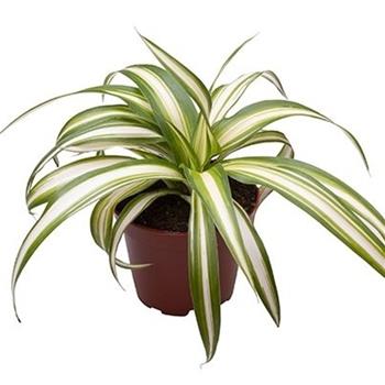 Zelenec MIX květináč 6cm