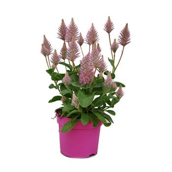 Ptilotus, jehněčí ocas květináč 12cm