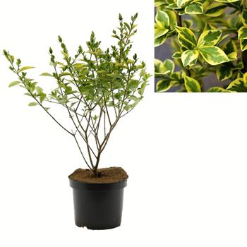 Ptačí zob vejčitolistý Aureum květináč 2,5 litru, výška 30/40cm, keř