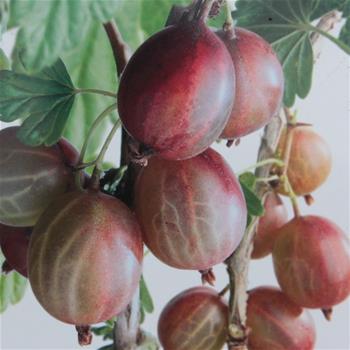 Angrešt Hinnonmekei Red květináč 5 litrů, keř, červený