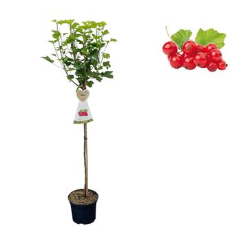 Rybíz červený Jonkheer van Tets květináč 3 litry, kmínek 90cm, červený