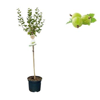 Angrešt Hinnonmekei Green květináč 3 litry, kmínek 90cm, bílý