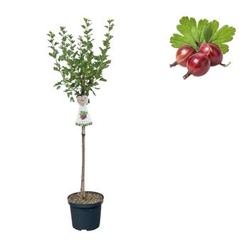Angrešt Hinnonmekei Red květináč 3 litry, kmínek 90cm, červený