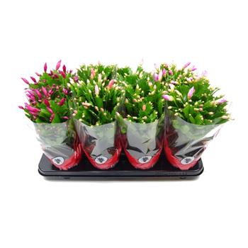 Schlumbergera, Vánoční kaktus mix květináč 13cm