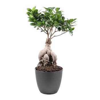Fíkovník maloplodý bonsai květináč 18cm