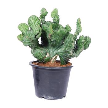 Pryšec Cristata květináč 15cm