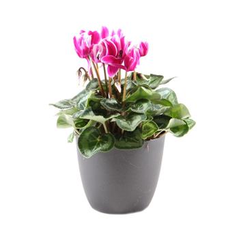 Brambořík EXTRA mix květináč 10cm