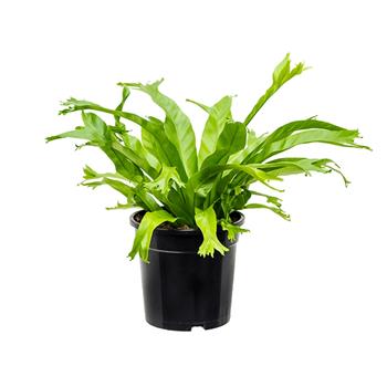 Sleziník mix květináč 17cm