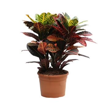 Kroton Petra květináč 30cm