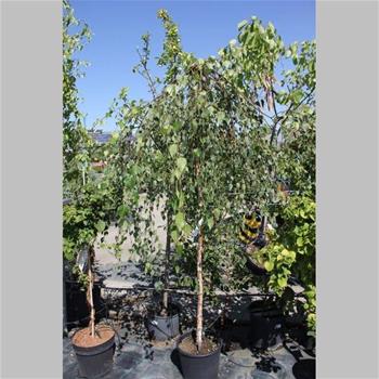 Bříza bělokorá Youngii květináč 12 litrů, kmínek 120cm, stromek