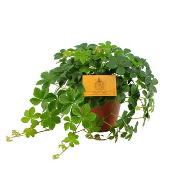 Přísavník Verona Vein květináč 12cm