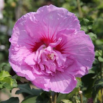 Ibišek syrský Lavener Chiffon květináč 10 litrů