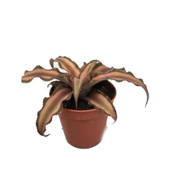 Kryptantus MIX květináč 5,5cm