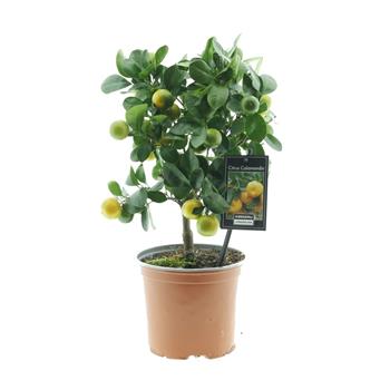 Citroník Calamondin mini kmínek, květináč 15cm