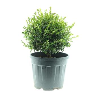 Zimostráz Faulkner květináč 10 litrů, průměr 30/35cm, koule