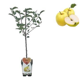 Jabloň Golden Delicious květináč 5 litrů, balkonová, zákrsek, zimní, CIZOSPRAŠNÁ