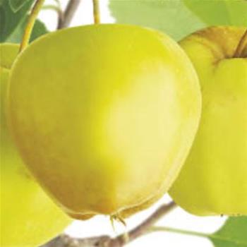 Jabloň 'Golden Delicious' květináč 5 litrů, balkonová, zákrsek, zimní, CIZOSPRAŠNÁ