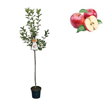 Jabloň Discovery květináč 6 litrů, výška 150/175cm, letní, CIZOSPRAŠNÁ
