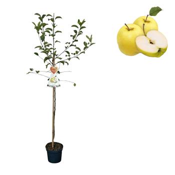 Jabloň Golden Delicious květináč 6 litrů, výška 150/175cm, zimní, CIZOSPRAŠNÁ
