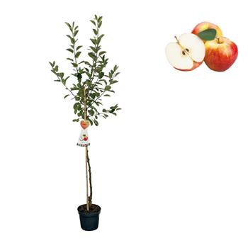 Jabloň James Grieve květináč 6 litrů, výška 150/175cm, stromek, letní, CIZOSPRAŠNÁ