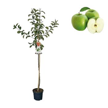 Jabloň Granny Smith květináč 6 litrů, výška 150/175cm, zimní, CIZOSPRAŠNÁ