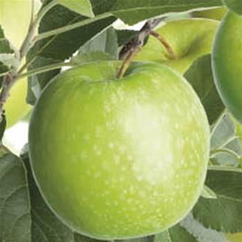 Jabloň 'Granny Smith' květináč 6 litrů, výška 150/175cm, zimní, CIZOSPRAŠNÁ