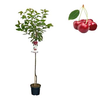 Třešeň Kordia květináč 6 litrů, výška 150/175cm, stromek, CIZOSPRAŠNÁ