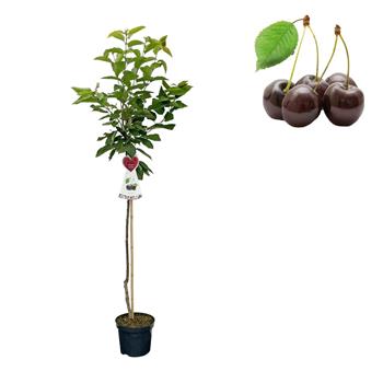 Třešeň Regina květináč 6 litrů, výška 150/175cm, stromek, CIZOSPRAŠNÁ