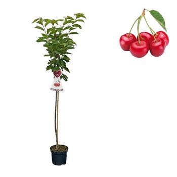 Třešeň Sunburst květináč 6 litrů, výška 150/175cm, stromek, SAMOSPRAŠNÁ