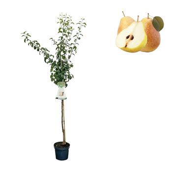 Hrušeň Hardyho máslovka květináč 6 litrů, výška 150/175cm, podzimní, CIZOSPRAŠNÁ