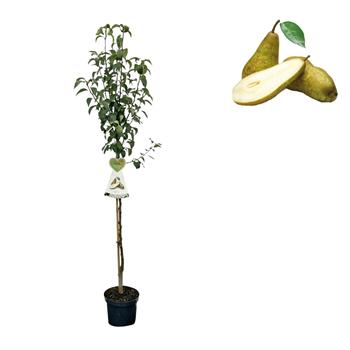 Hrušeň Konference květináč 6 litrů, výška 150/175cm, podzimní, CIZOSPRAŠNÁ