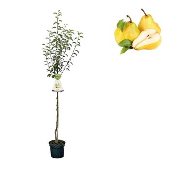 Hrušeň Williamsova květináč 6 litrů, výška 150/175cm, letní, CIZOSPRAŠNÁ
