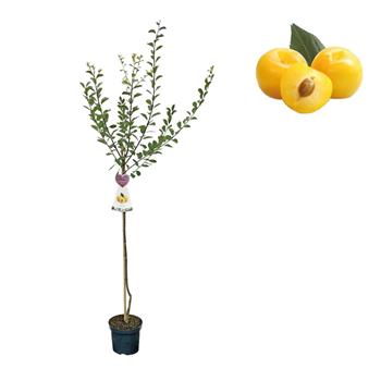 Slivoň mirabelka Nancyská květináč 6 litrů, výška 150/175cm, stromek, SAMOSPRAŠNÁ