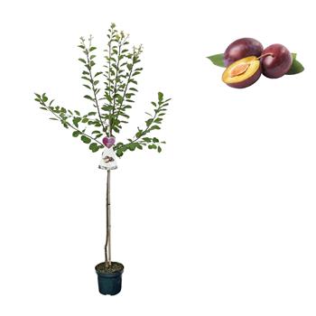 Slivoň Opál květináč 6 litrů, výška 150/175cm, stromek, SAMOSPRAŠNÁ