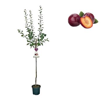 Slivoň Althanova renklóda květináč 6 litrů, výška 150/175cm, stromek, CIZOSPRAŠNÁ