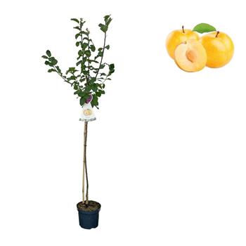 Slivoň Oulinská květináč 6 litrů, výška 150/175cm, stromek, SAMOSPRAŠNÁ