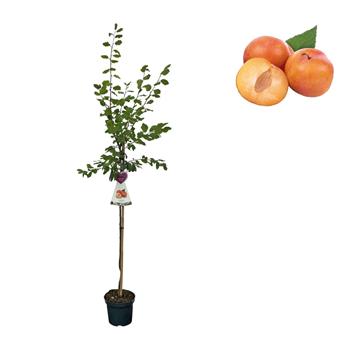 Slivoň Victoria květináč 6 litrů, výška 150/175cm, stromek, SAMOSPRAŠNÁ