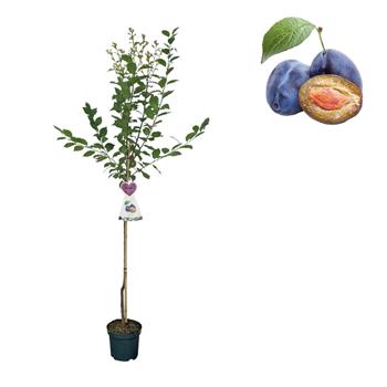 Slivoň Švestka domácí květináč 6 litrů, výška 150/175cm, stromek, SAMOSPRAŠNÁ