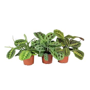 Maranta mix květináč 12cm