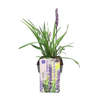 Liriope Money Maker květináč 2 litry
