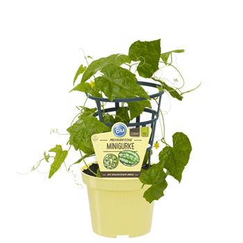 Mexická mini okurka BIO květináč 12cm