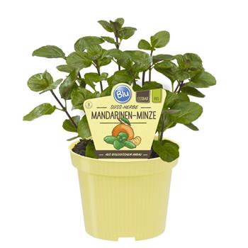 Máta madrarinková BIO květináč 12cm