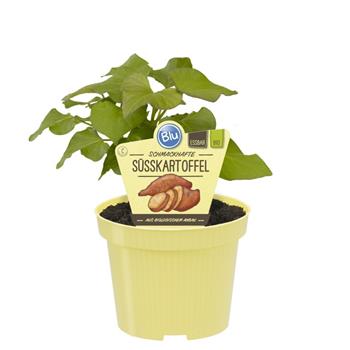 Batáta Erato BIO květináč 12cm