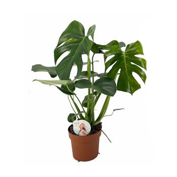 Monstera skvostná květináč 17cm