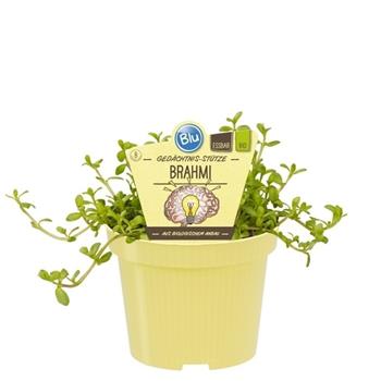 Brahmi bakopa drobnolistá BIO květináč 12cm