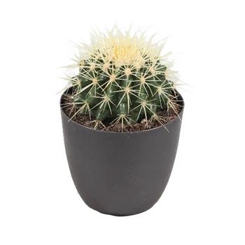Echinokaktus Grusonův květináč 10,5cm